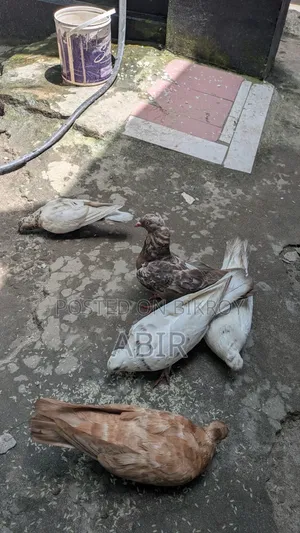 ২ জোরা একটা কবিতর