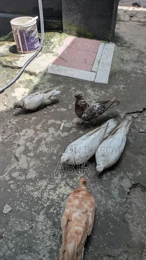২ জোরা একটা কবিতর
