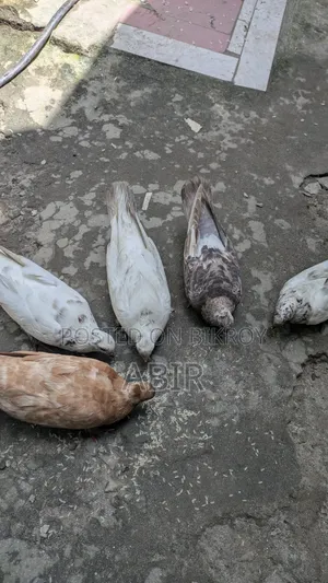 কবিতর বিক্রি