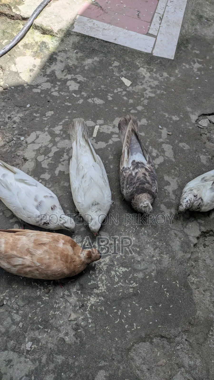 কবিতর বিক্রি
