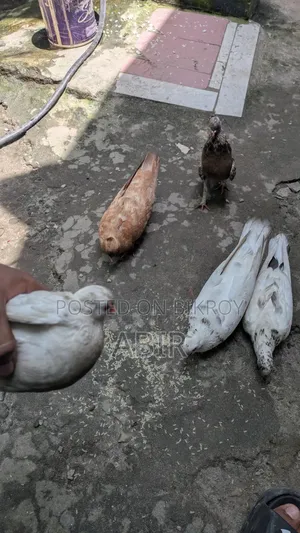 কবিতর বিক্রি