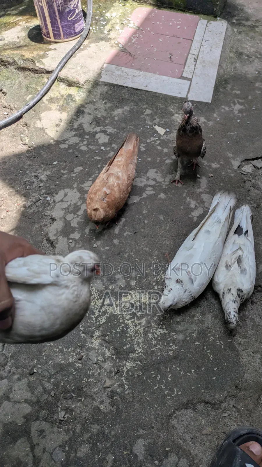 কবিতর বিক্রি