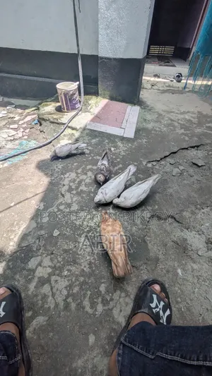 কবিতর বিক্রি