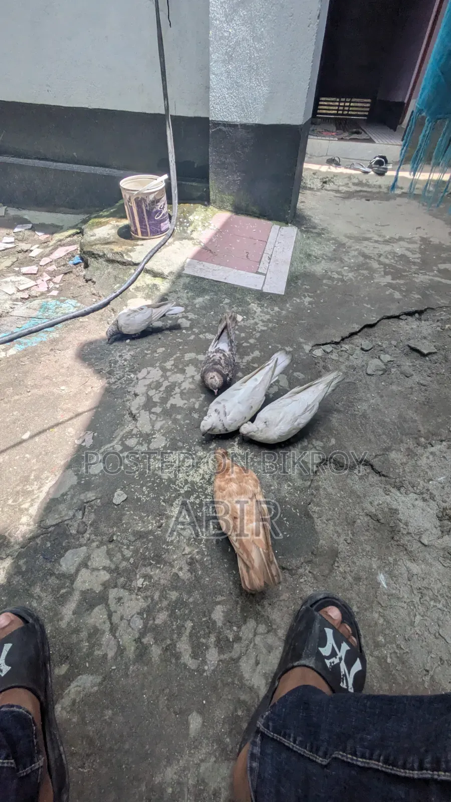 কবিতর বিক্রি