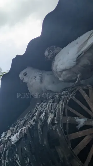 কবিতর বিক্রি
