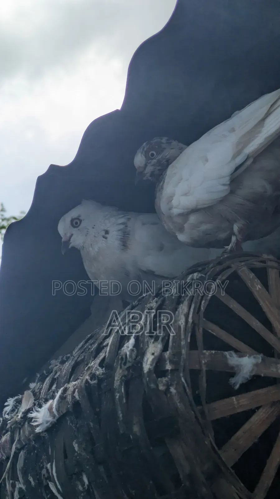 কবিতর বিক্রি