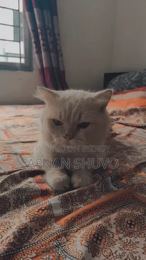 ১+ বছরের পুরুষ খাঁটি পার্সিয়ান বিড়াল