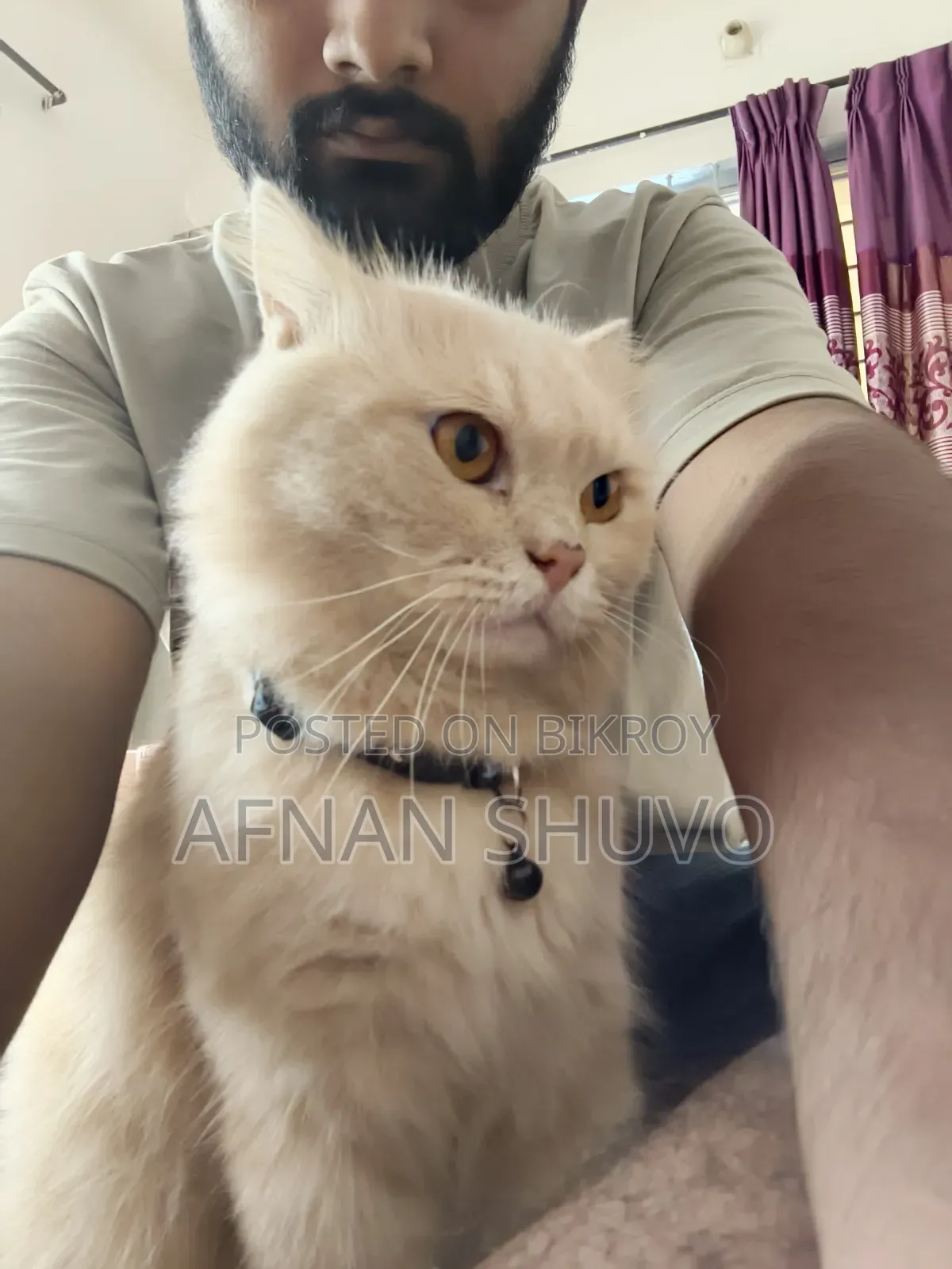 ১+ বছরের পুরুষ খাঁটি পার্সিয়ান বিড়াল