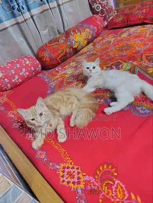 6-12 months Female Purebred Persian