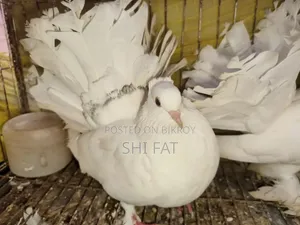 লক্ষা কবুতর