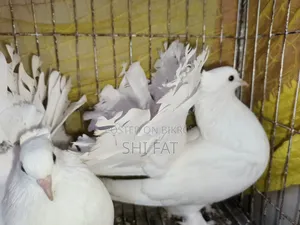 লক্ষা কবুতর