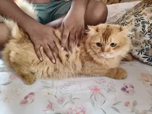 6-12 months Female Purebred Persian