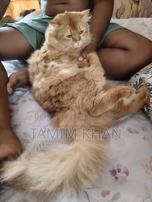 6-12 months Female Purebred Persian
