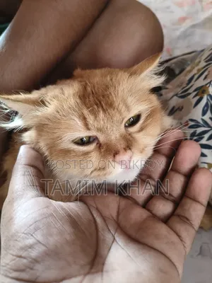6-12 months Female Purebred Persian