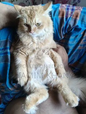 6-12 months Female Purebred Persian
