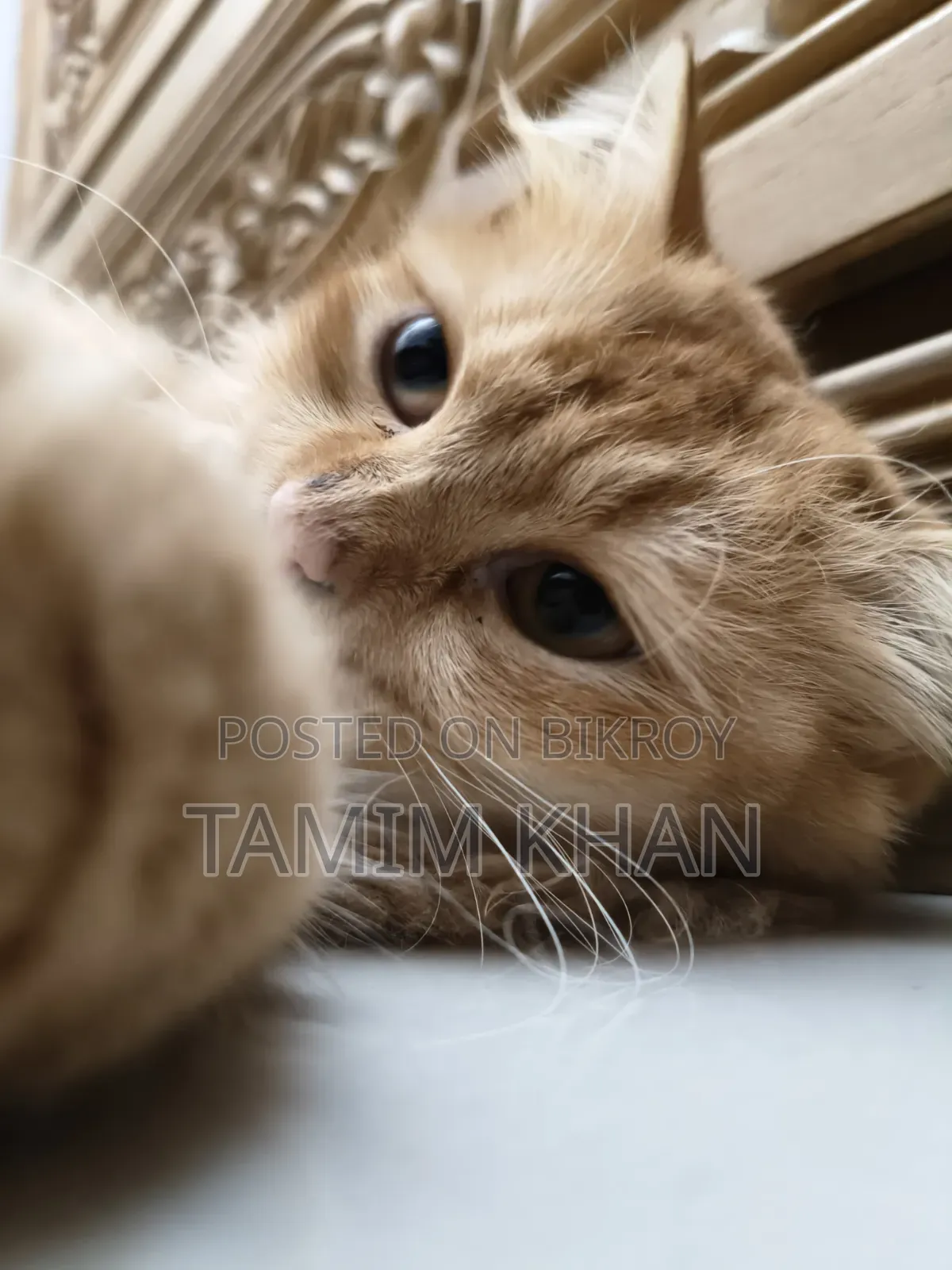 6-12 months Female Purebred Persian