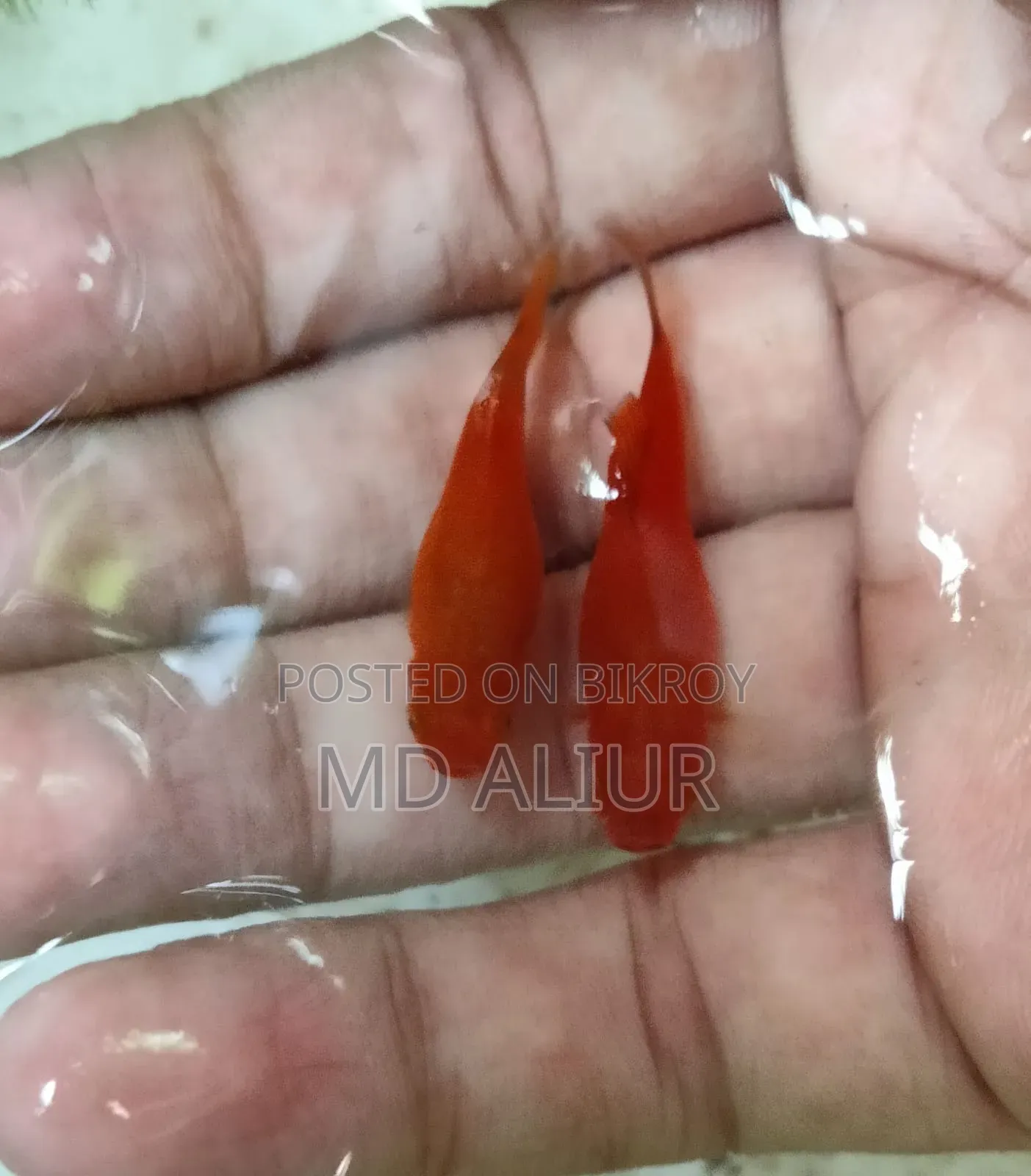 প্লাটি (রঙিন মাছ)