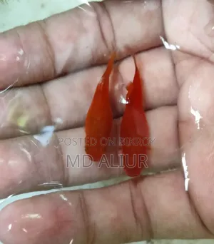 প্লাটি (রঙিন মাছ)