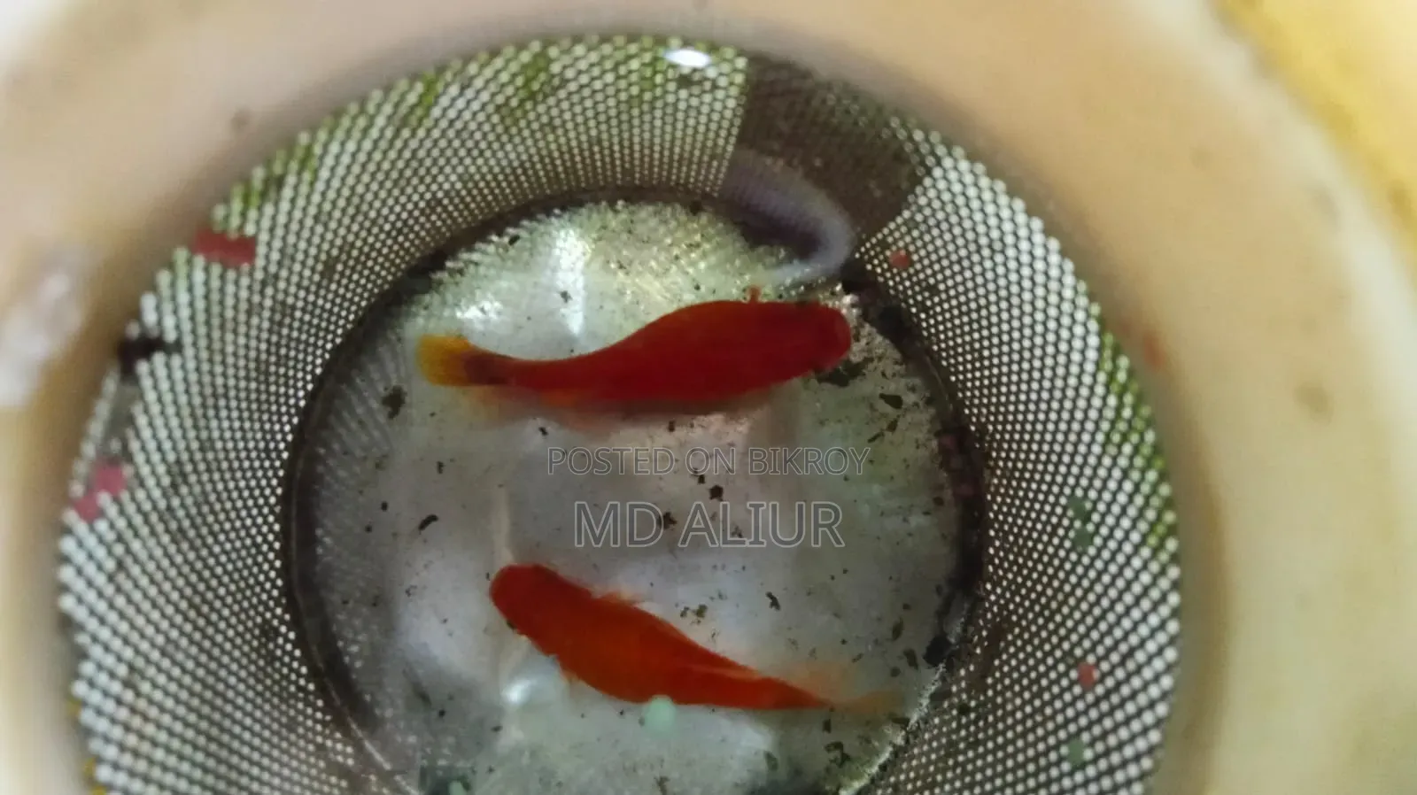 প্লাটি (রঙিন মাছ)