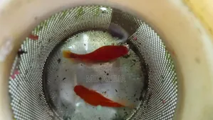 প্লাটি (রঙিন মাছ)
