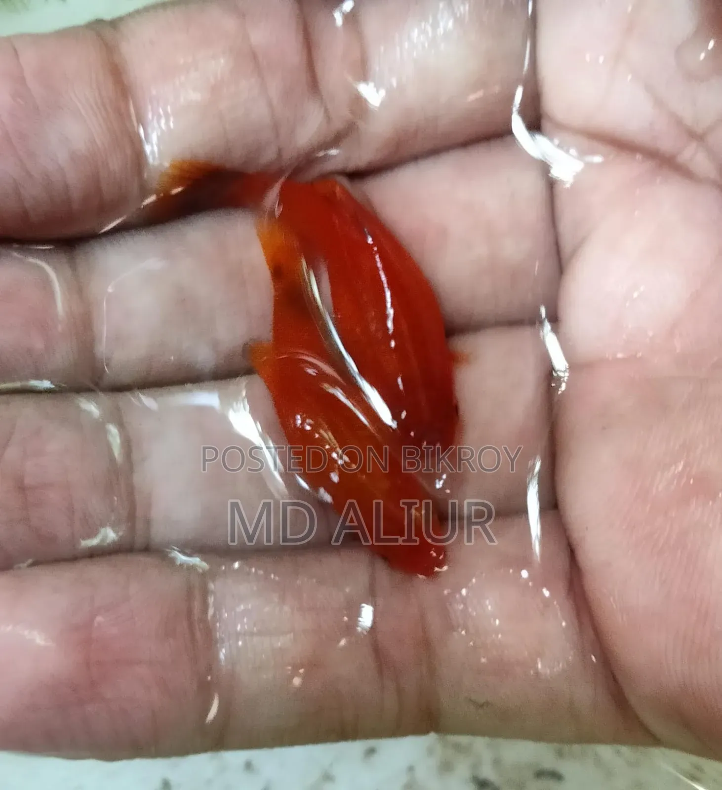 প্লাটি (রঙিন মাছ)