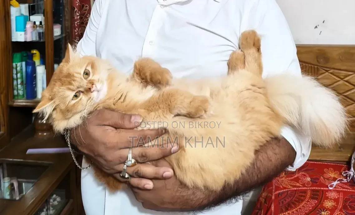 6-12 months Female Purebred Persian