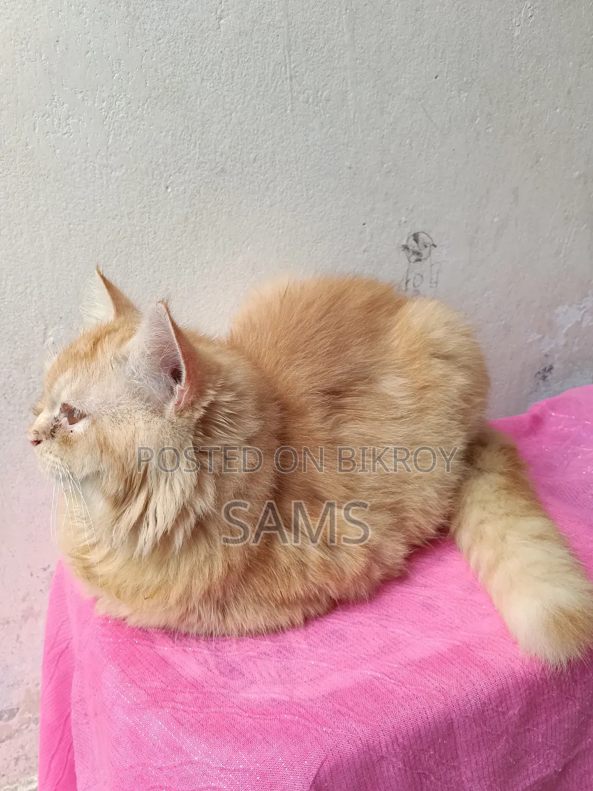 3-6 months Male Purebred Persian