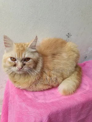 3-6 months Male Purebred Persian