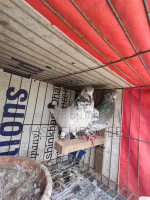 গিরিবাজ কবুতর