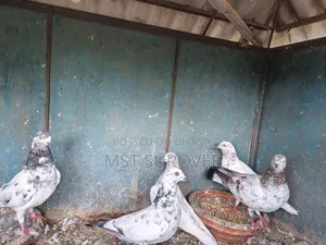 গিরিবাজ কবুতর