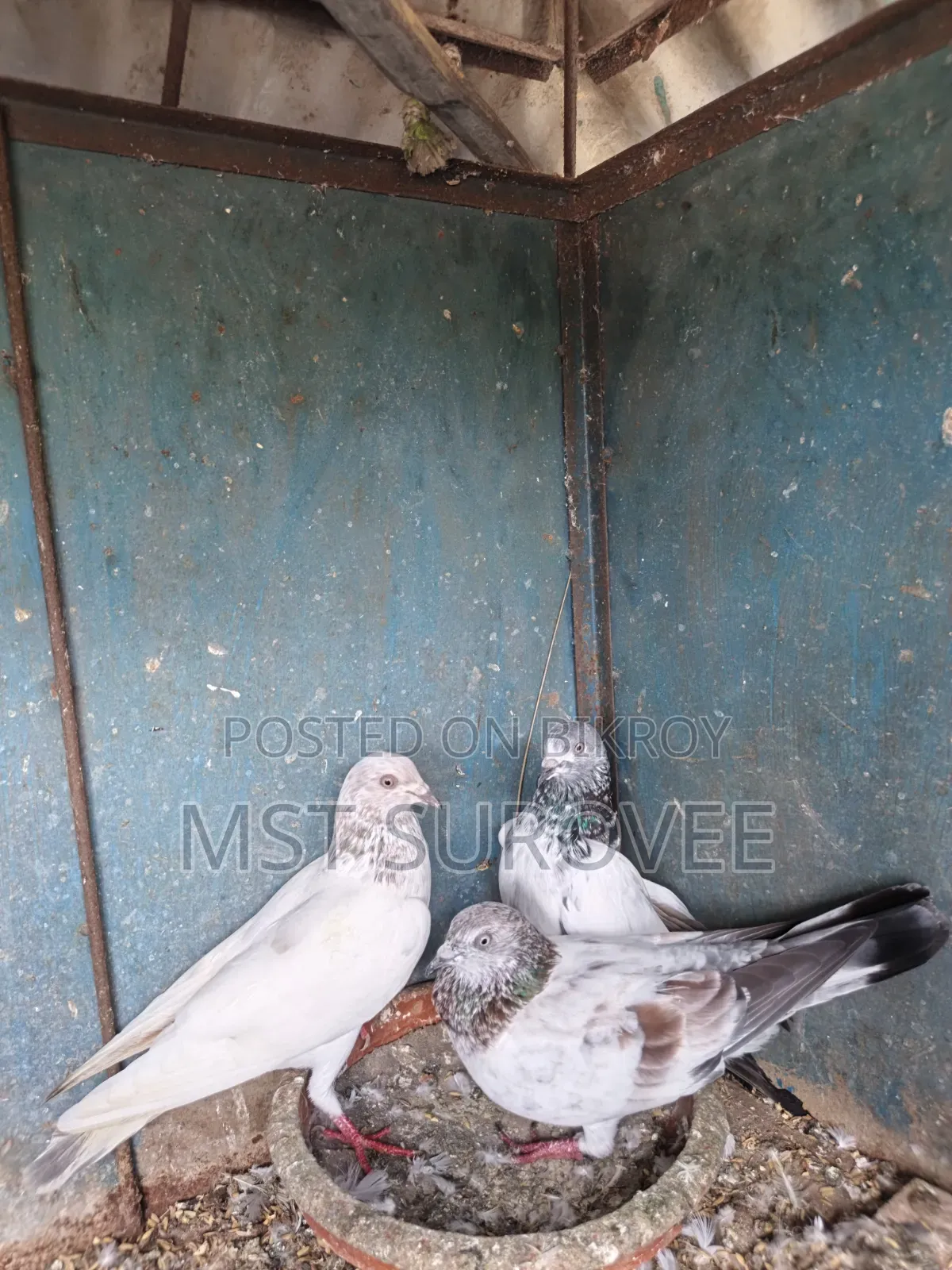 গিরিবাজ কবুতর