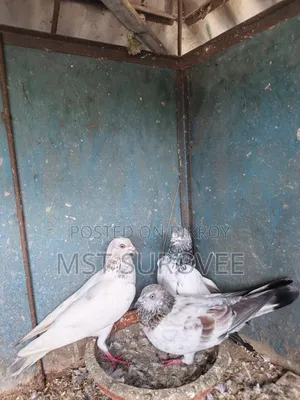 গিরিবাজ কবুতর