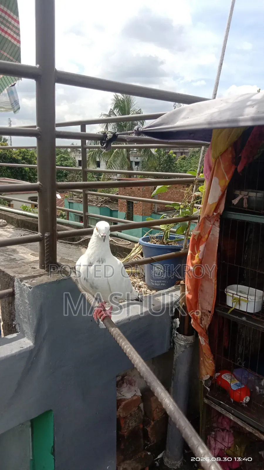 ৭ টি  কবুতর আছে যার মধ্যে ৩ টি মাদি কবুতর আর ৪টি  নর কবুতর