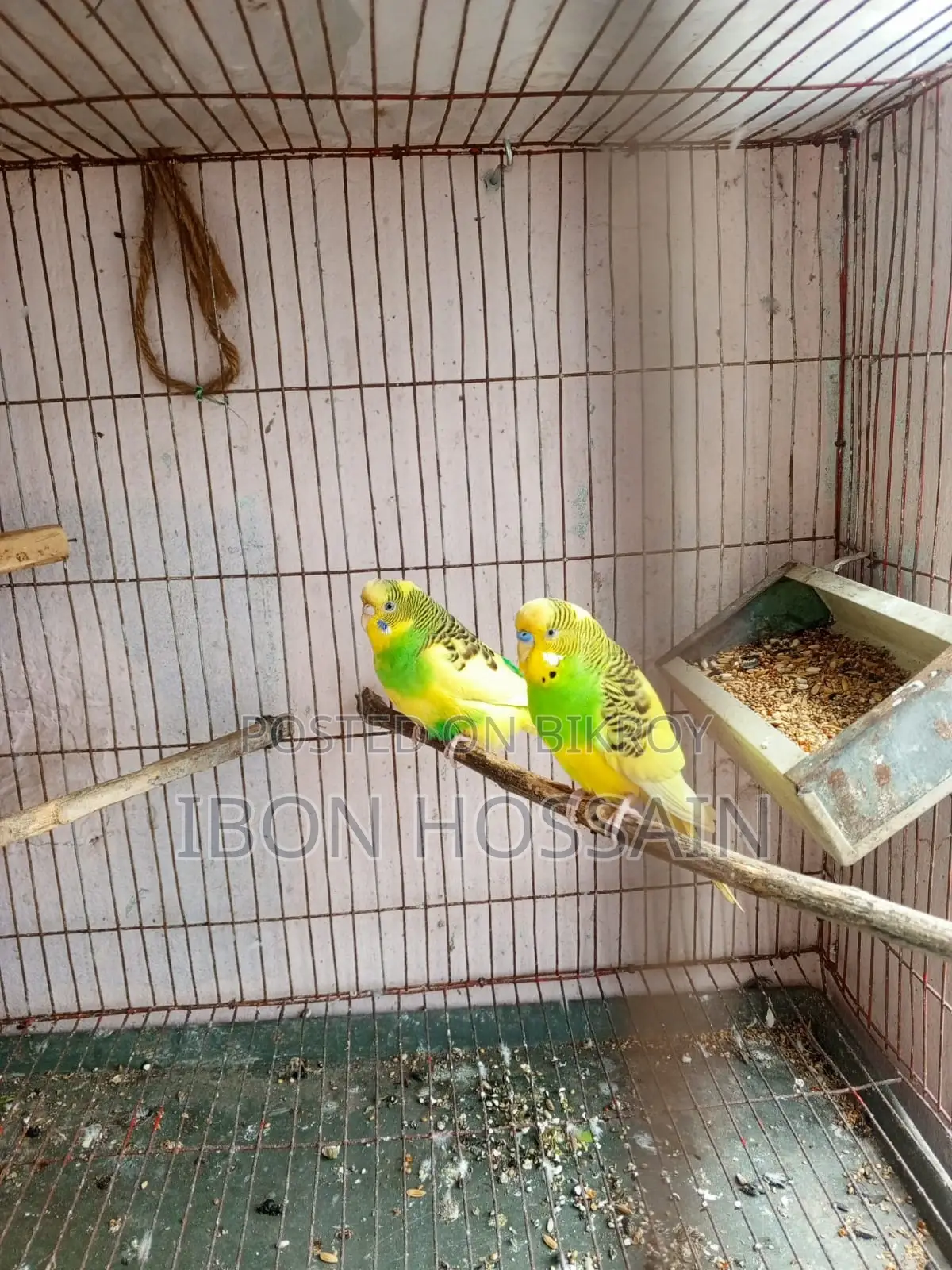 Pied Bajigar Pair