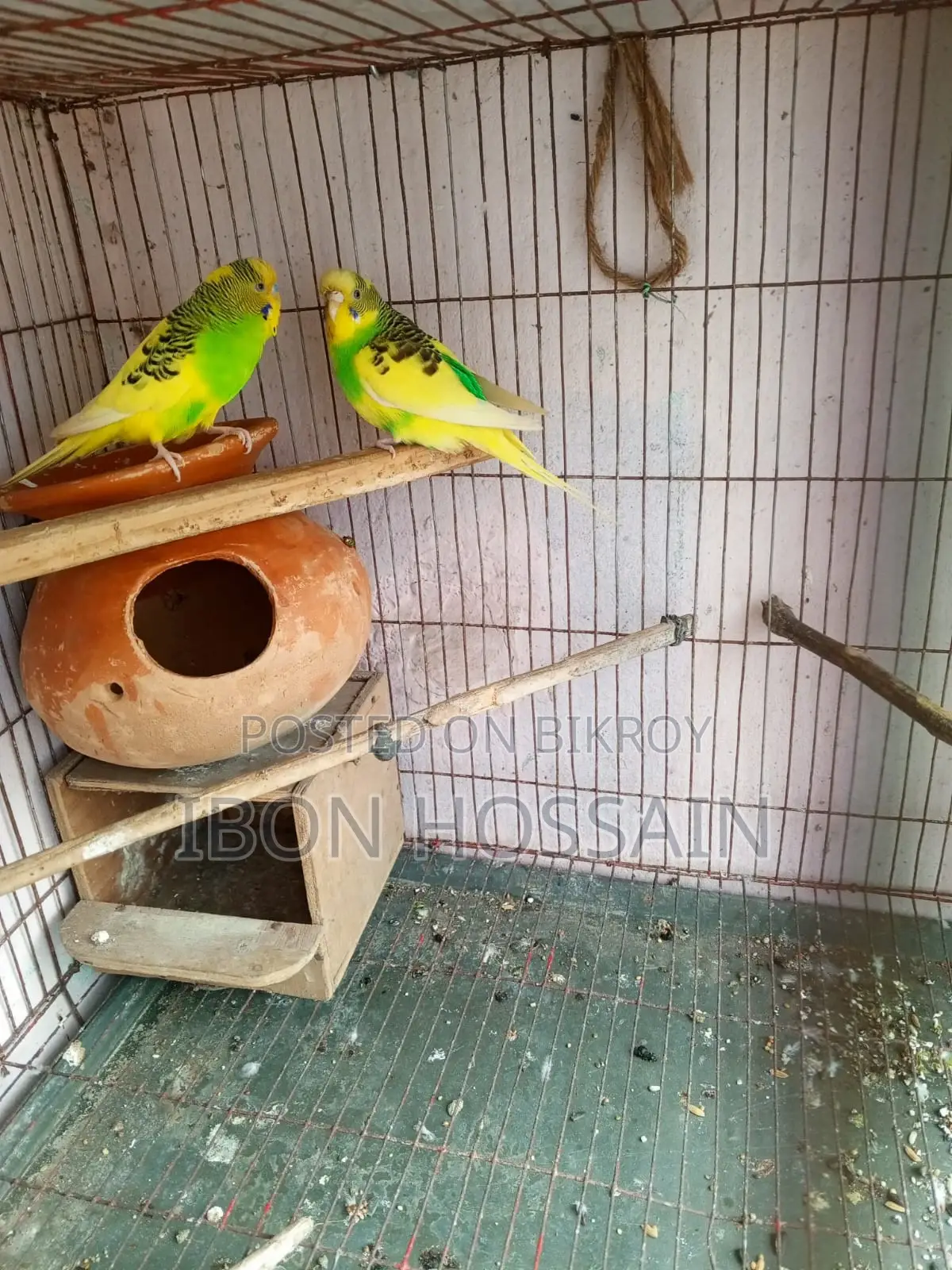 Pied Bajigar Pair