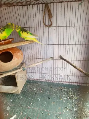 Pied Bajigar Pair