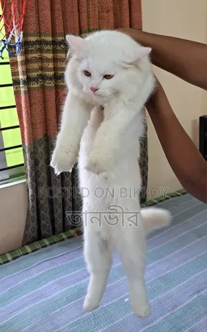 3-6 months Male Purebred Persian