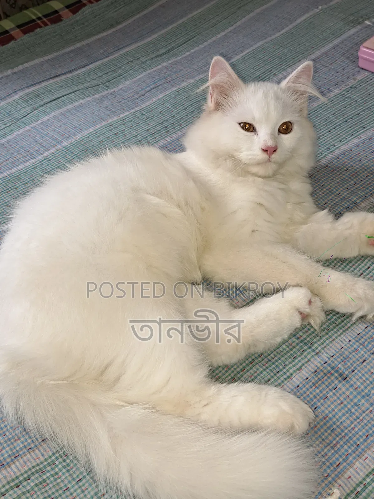 3-6 months Male Purebred Persian