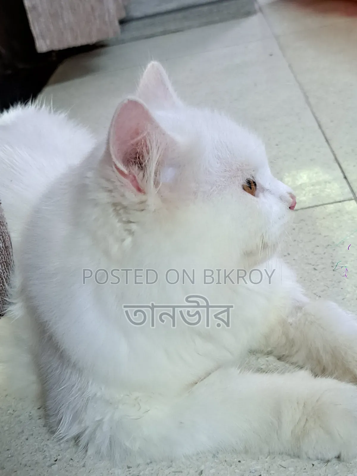 3-6 months Male Purebred Persian