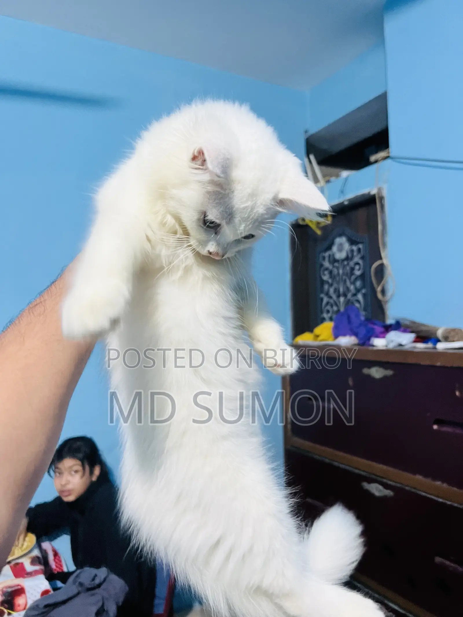 1-3 months Female Purebred Persian