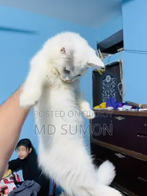 1-3 months Female Purebred Persian