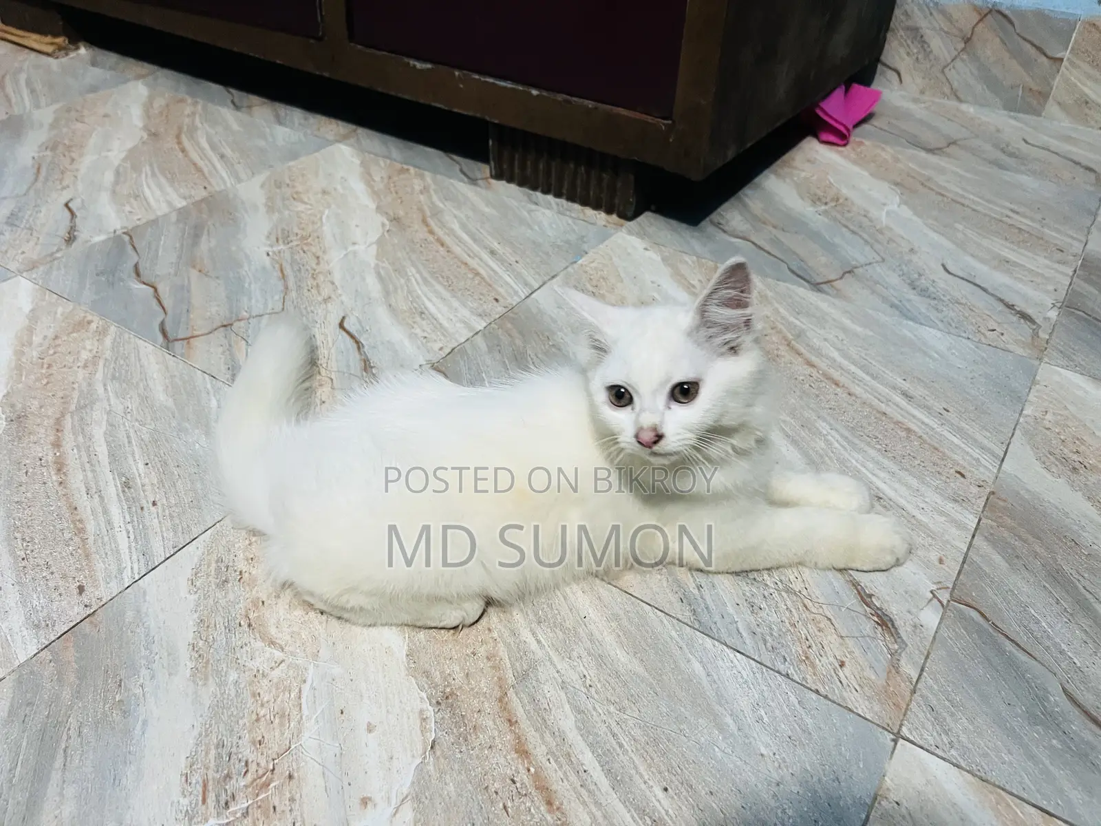 1-3 months Female Purebred Persian