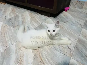 1-3 months Female Purebred Persian