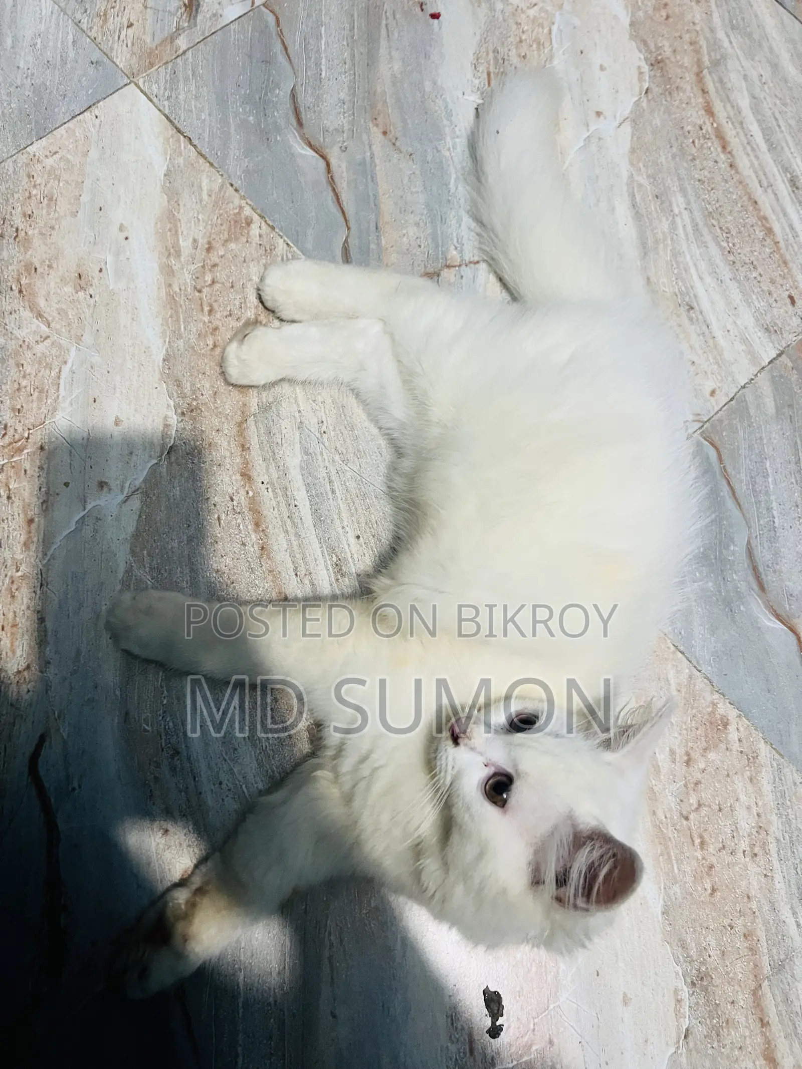 1-3 months Female Purebred Persian