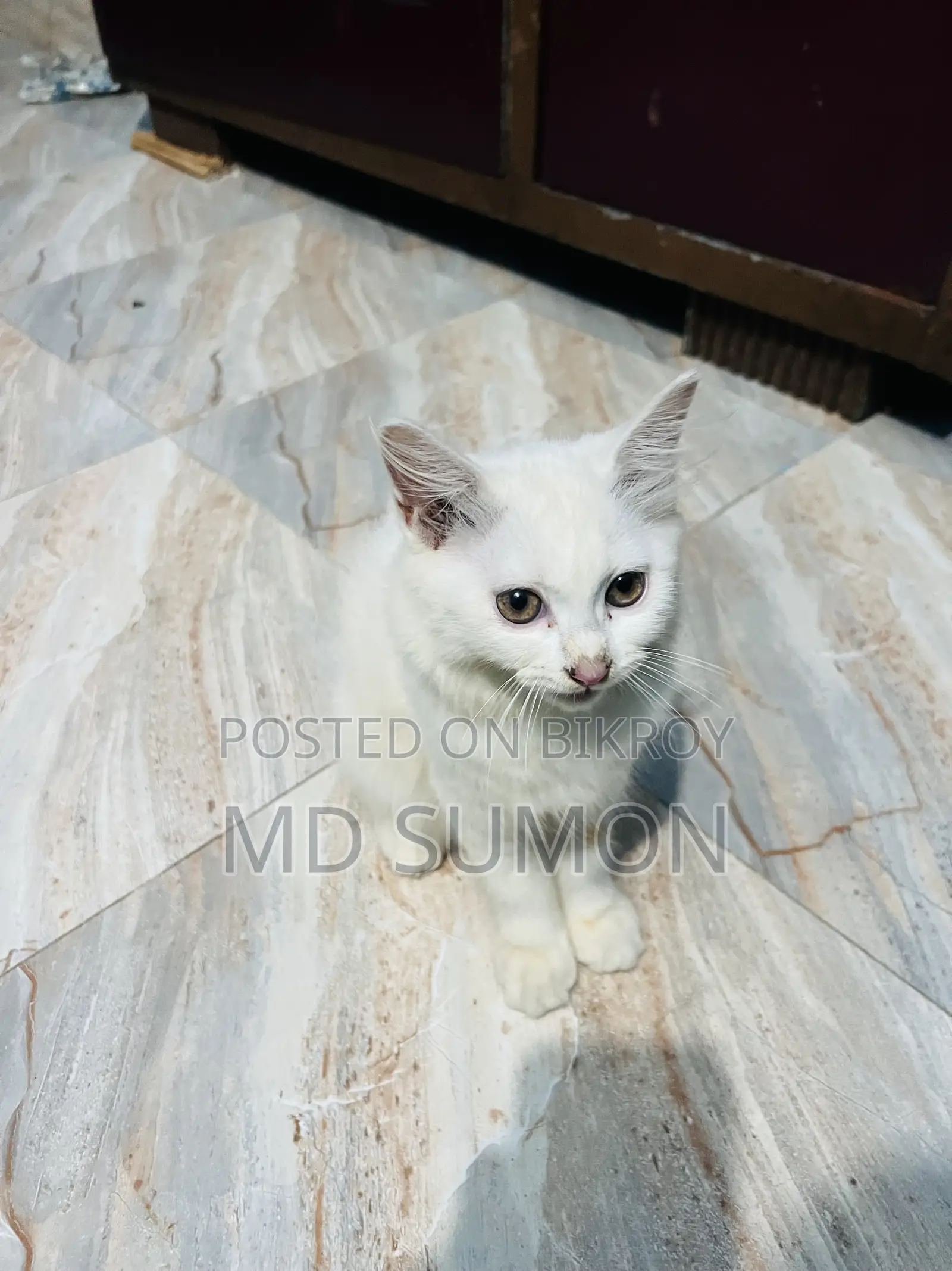1-3 months Female Purebred Persian