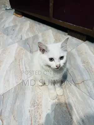 1-3 months Female Purebred Persian