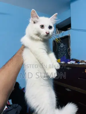 1-3 months Female Purebred Persian