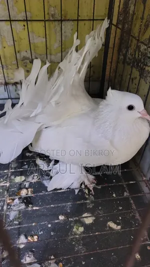 সিঙ্গেল লক্ষা কবুতর নর বিক্রি