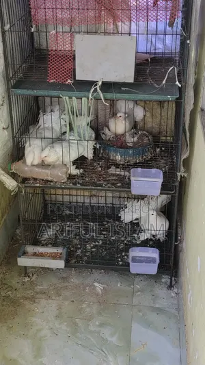 সিঙ্গেল লক্ষা কবুতর নর বিক্রি