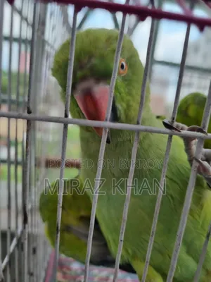 মিরাজ মাহামুদ
